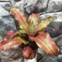 Kép 7/8 - Cryptanthus 'Strawberry Flambe'