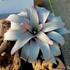 Kép 1/7 - Vriesea saundersii