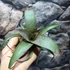 Kép 3/7 - Vriesea saundersii