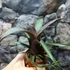 Kép 4/7 - Vriesea saundersii