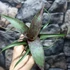 Kép 7/7 - Vriesea saundersii