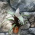 Kép 5/7 - Vriesea saundersii