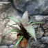 Kép 2/7 - Vriesea saundersii