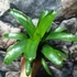 Kép 4/10 - Vriesea fenestralis hybrid