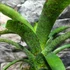 Kép 6/10 - Vriesea fenestralis hybrid