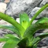 Kép 2/10 - Vriesea fenestralis hybrid