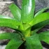 Kép 7/10 - Vriesea fenestralis hybrid