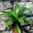 Kép 8/10 - Vriesea fenestralis hybrid