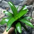Kép 9/10 - Vriesea fenestralis hybrid
