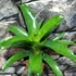 Kép 10/10 - Vriesea fenestralis hybrid