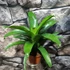 Kép 3/10 - Vriesea fenestralis hybrid