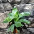 Kép 5/7 - Vriesea Gigantea 'Nova'