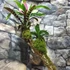 Kép 5/6 - Vriesea, Neoregelia vegyesen faágon
