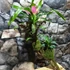 Kép 6/6 - Vriesea, Neoregelia vegyesen faágon