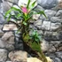 Kép 1/6 - Vriesea, Neoregelia vegyesen faágon