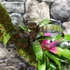 Kép 2/9 - Vriesea, Neoregelia vegyesen faágon