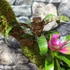 Kép 3/9 - Vriesea, Neoregelia vegyesen faágon