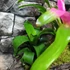 Kép 4/9 - Vriesea, Neoregelia vegyesen faágon