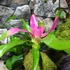 Kép 5/9 - Vriesea, Neoregelia vegyesen faágon