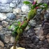 Kép 6/9 - Vriesea, Neoregelia vegyesen faágon