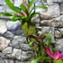 Kép 7/9 - Vriesea, Neoregelia vegyesen faágon