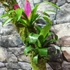 Kép 8/9 - Vriesea, Neoregelia vegyesen faágon