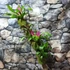 Kép 9/9 - Vriesea, Neoregelia vegyesen faágon