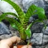 Kép 2/7 - Vriesea hieroglyphica