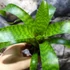 Kép 3/7 - Vriesea hieroglyphica