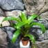 Kép 6/7 - Vriesea hieroglyphica