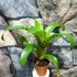 Kép 7/7 - Vriesea hieroglyphica