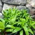 Kép 6/7 - Vriesea 'Ospinae Forest'
