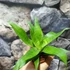 Kép 2/7 - Vriesea 'Ospinae Forest'
