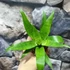Kép 3/7 - Vriesea 'Ospinae Forest'