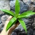 Kép 4/7 - Vriesea 'Ospinae Forest'