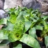 Kép 6/9 - Vriesea Gigantea 'Nova'