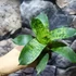 Kép 2/9 - Vriesea Gigantea 'Nova'