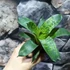 Kép 3/9 - Vriesea Gigantea 'Nova'