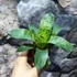 Kép 5/9 - Vriesea Gigantea 'Nova'