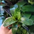 Kép 4/9 - Vriesea Gigantea 'Nova'
