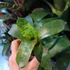 Kép 8/9 - Vriesea Gigantea 'Nova'