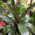 Kép 2/10 - Vriesea fosteriana 'Red Chestnut' Óriás