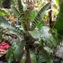 Kép 4/10 - Vriesea fosteriana 'Red Chestnut' Óriás