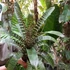 Kép 5/10 - Vriesea fosteriana 'Red Chestnut' Óriás
