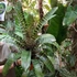 Kép 6/10 - Vriesea fosteriana 'Red Chestnut' Óriás