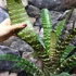 Kép 7/10 - Vriesea fosteriana 'Red Chestnut' Óriás