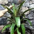 Kép 9/10 - Vriesea fosteriana 'Red Chestnut' Óriás