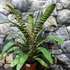 Kép 10/10 - Vriesea fosteriana 'Red Chestnut' Óriás