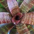 Kép 1/10 - Vriesea fosteriana 'Red Chestnut' Óriás