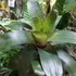 Kép 2/9 - Vriesea fosteriana Óriás